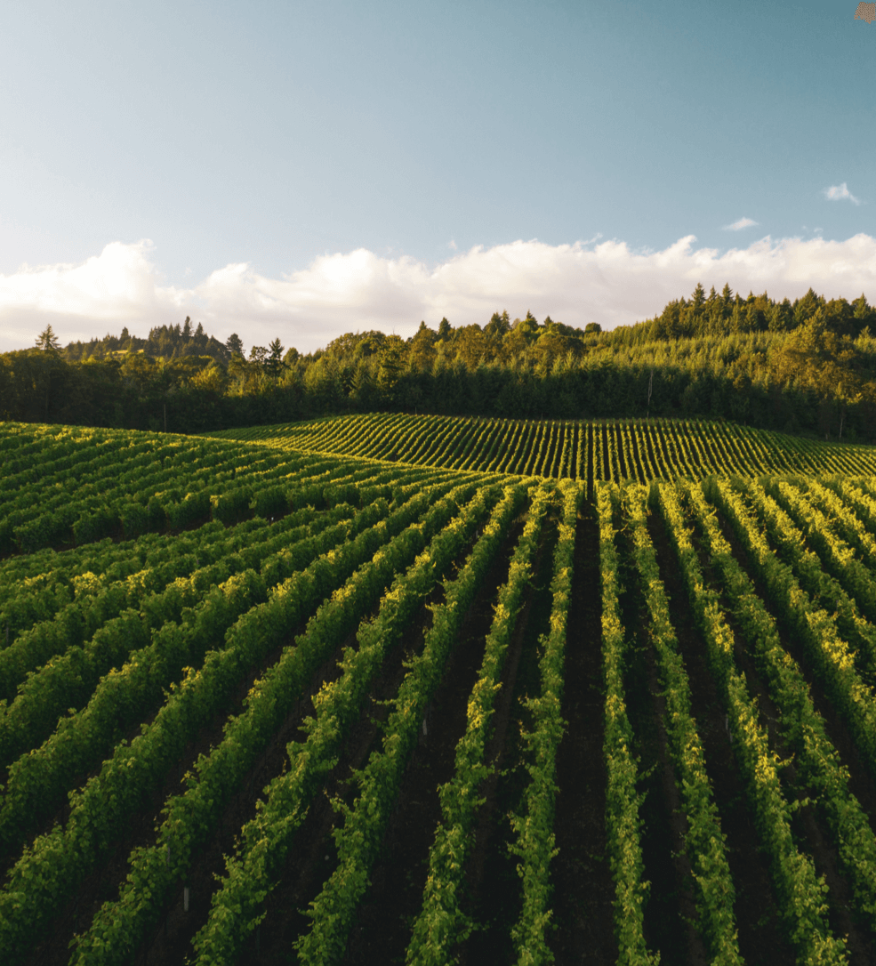 Visuel de vignes